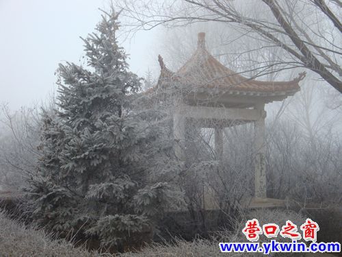 蓋州今晨大霧帶來(lái)霧凇美景