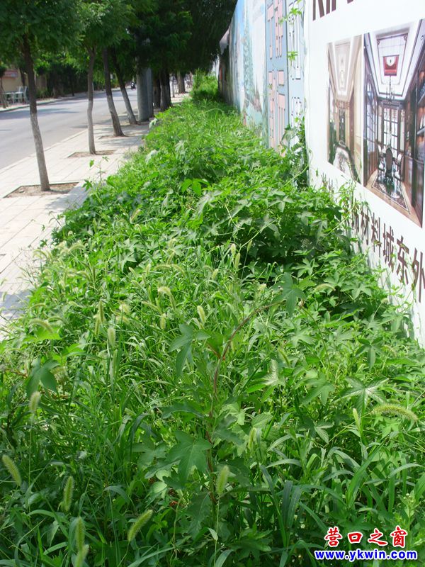 路邊野草欣欣向榮 園林花卉奄奄一息