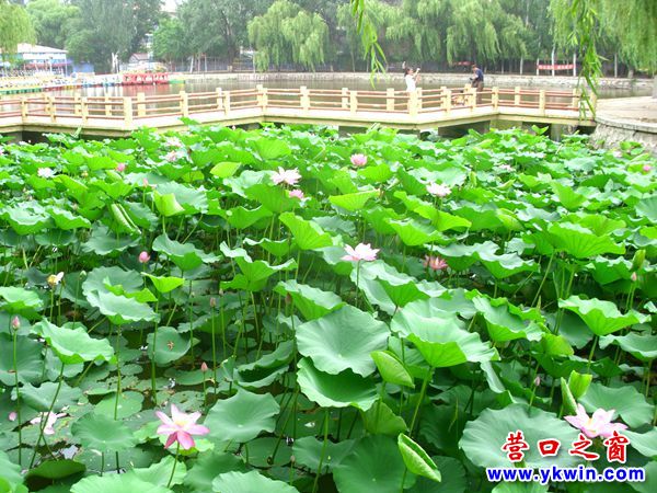 營口城市美了，楞嚴(yán)寺公園荷花怒放