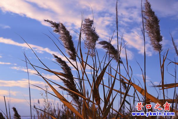 營口：又到蘆花飄飛時