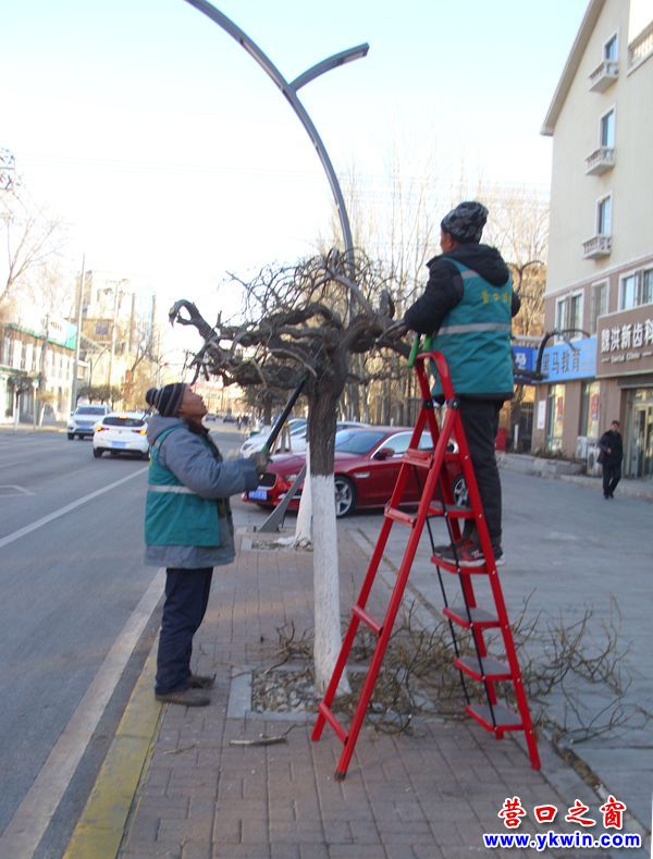 新年前，園丁為街邊小樹“理發(fā)”