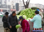 秋白菜安全過(guò)冬 春天上市受歡迎