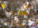 營口鏡湖公園：迎春花雪天里悄然綻放